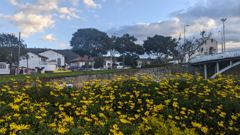 yellow flower bed in public plaza or park