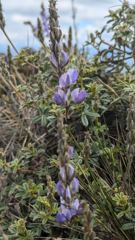 purple flower spike