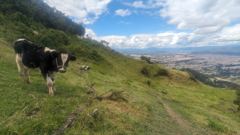cow on green hillside