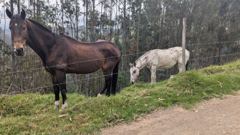 horse and camelid near road