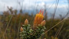 flowering plant
