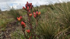 flowering plant