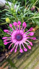 flower or plant closeup