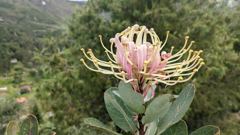 flower or plant closeup