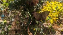insect on flowers