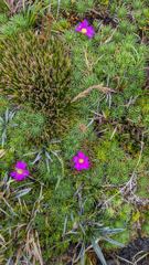 pink highland flower