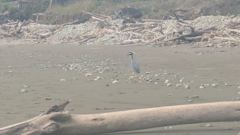 birds on shore
