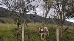 domestic animal