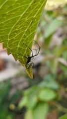 insect closeup