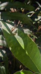 insect closeup