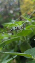 insect closeup
