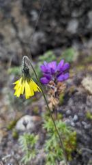 flowering plant