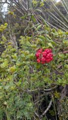 flower or plant closeup