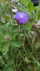 flower or plant closeup