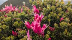 pink flower cluster