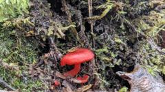 mushroom or fungus closeup