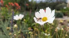 flowering plant