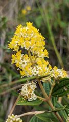 yellow flower closeup