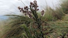 flowering plant