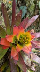 red bromeliad-like flower