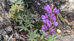 purple wildflowers and low leaves