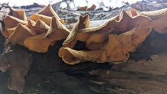 fungus or mushroom