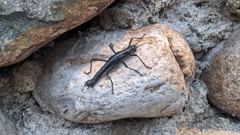 insect closeup