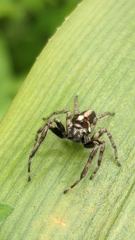 insect closeup