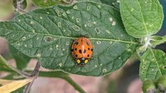 insect closeup