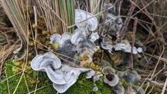 gray shelf fungus cluster