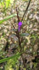flower or plant closeup