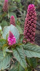 pink flower cluster