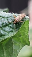 insect closeup