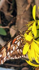 insect closeup
