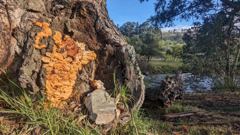 tree trunk detail