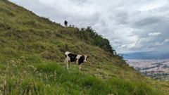 cow on steep hillside