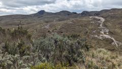 highland trail through shrubs
