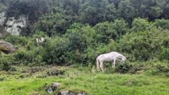 white horse grazing