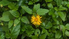flowering plant