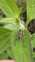 insect closeup