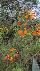 flower or plant closeup