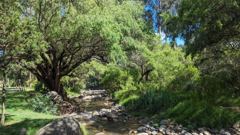 green wooded path or dry stream corridor