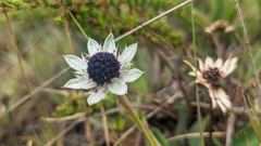 flowering plant