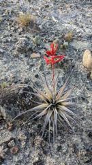 flower or plant closeup