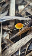 tiny orange fungus