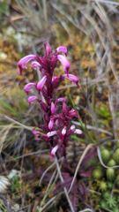 purple highland flower