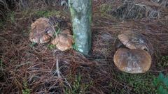 fungus growing around tree base