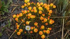 cluster of orange mushrooms