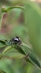 insect closeup