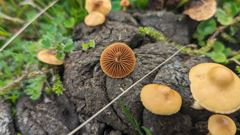 cluster of small mushrooms